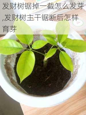 发财树锯掉一截怎么发芽,发财树主干锯断后怎样育芽-第2张图片-花卉百科