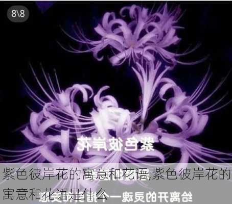 紫色彼岸花的寓意和花语,紫色彼岸花的寓意和花语是什么