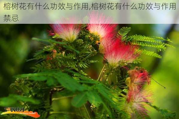 榕树花有什么功效与作用,榕树花有什么功效与作用禁忌-第3张图片-花卉百科