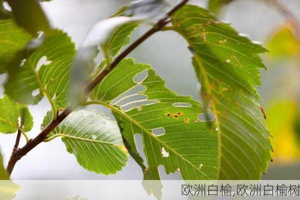 欧洲白榆,欧洲白榆树-第3张图片-花卉百科