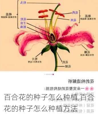 百合花的种子怎么种植,百合花的种子怎么种植方法