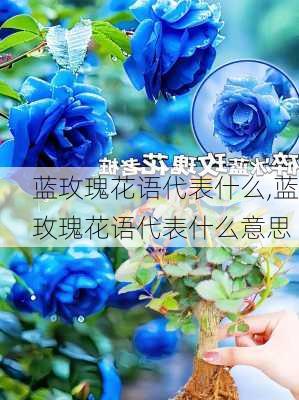 蓝玫瑰花语代表什么,蓝玫瑰花语代表什么意思-第2张图片-花卉百科