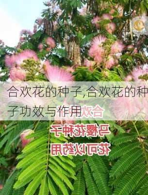 合欢花的种子,合欢花的种子功效与作用-第1张图片-花卉百科