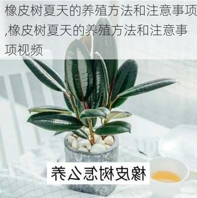 橡皮树夏天的养殖方法和注意事项,橡皮树夏天的养殖方法和注意事项视频