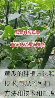 黄瓜的种植方法和技术,黄瓜的种植方法和技术和管理