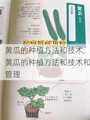 黄瓜的种植方法和技术,黄瓜的种植方法和技术和管理-第3张图片-花卉百科