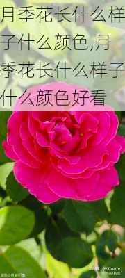 月季花长什么样子什么颜色,月季花长什么样子什么颜色好看