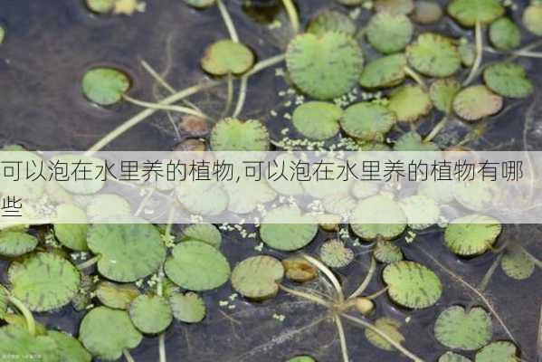 可以泡在水里养的植物,可以泡在水里养的植物有哪些