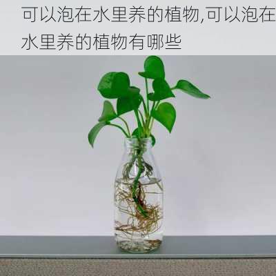 可以泡在水里养的植物,可以泡在水里养的植物有哪些-第2张图片-花卉百科