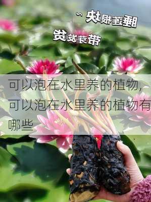 可以泡在水里养的植物,可以泡在水里养的植物有哪些-第3张图片-花卉百科