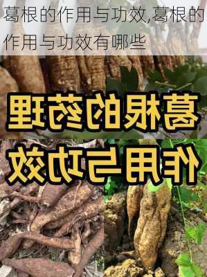 葛根的作用与功效,葛根的作用与功效有哪些