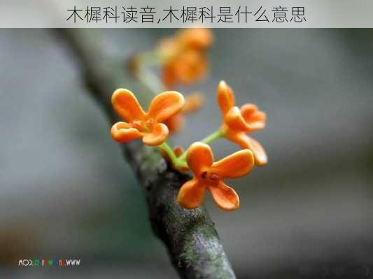 木樨科读音,木樨科是什么意思