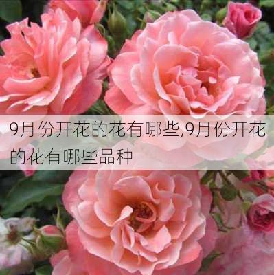 9月份开花的花有哪些,9月份开花的花有哪些品种