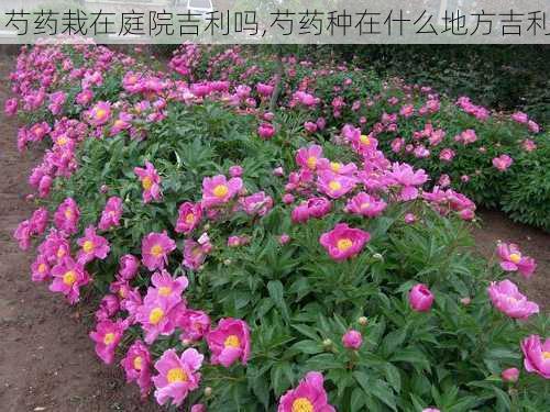 芍药栽在庭院吉利吗,芍药种在什么地方吉利