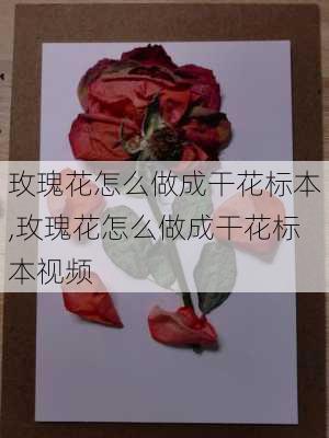 玫瑰花怎么做成干花标本,玫瑰花怎么做成干花标本视频-第1张图片-花卉百科