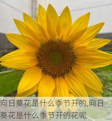 向日葵花是什么季节开的,向日葵花是什么季节开的花呢