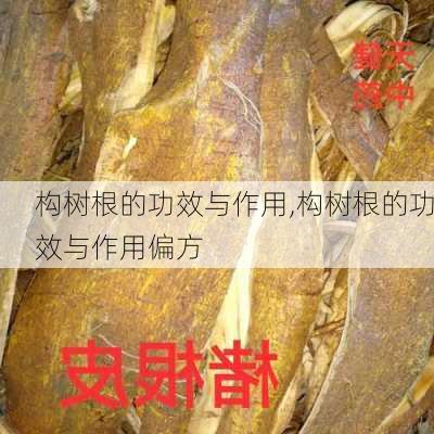 构树根的功效与作用,构树根的功效与作用偏方-第1张图片-花卉百科