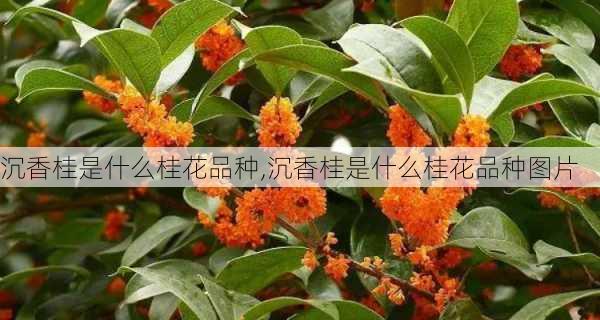 沉香桂是什么桂花品种,沉香桂是什么桂花品种图片-第3张图片-花卉百科