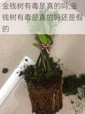 金钱树有毒是真的吗,金钱树有毒是真的吗还是假的