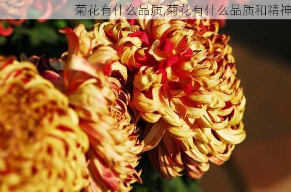 菊花有什么品质,菊花有什么品质和精神-第2张图片-花卉百科