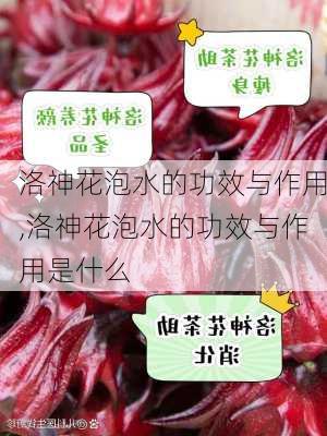 洛神花泡水的功效与作用,洛神花泡水的功效与作用是什么-第2张图片-花卉百科