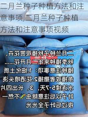 二月兰种子种植方法和注意事项,二月兰种子种植方法和注意事项视频-第2张图片-花卉百科