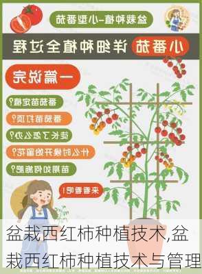 盆栽西红柿种植技术,盆栽西红柿种植技术与管理-第1张图片-花卉百科