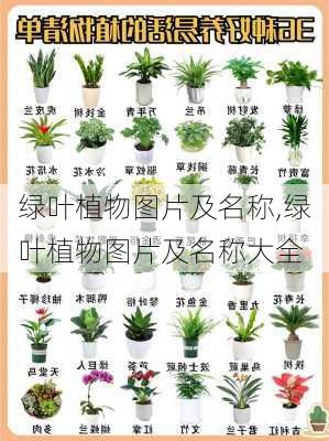 绿叶植物图片及名称,绿叶植物图片及名称大全-第1张图片-花卉百科