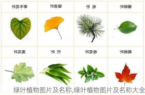 绿叶植物图片及名称,绿叶植物图片及名称大全-第2张图片-花卉百科