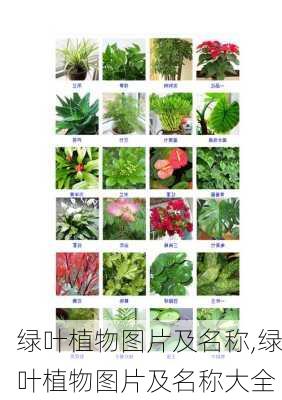 绿叶植物图片及名称,绿叶植物图片及名称大全-第3张图片-花卉百科