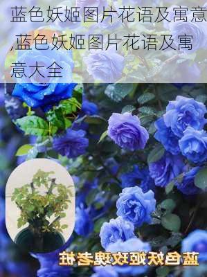 蓝色妖姬图片花语及寓意,蓝色妖姬图片花语及寓意大全