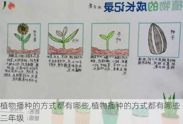 植物播种的方式都有哪些,植物播种的方式都有哪些二年级-第2张图片-花卉百科