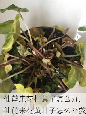 仙鹤来花打蔫了怎么办,仙鹤来花黄叶子怎么补救-第1张图片-花卉百科