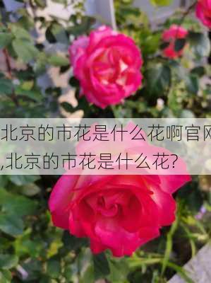 北京的市花是什么花啊官网,北京的市花是什么花?-第2张图片-花卉百科