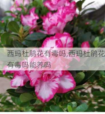 西玛杜鹃花有毒吗,西玛杜鹃花有毒吗能养吗