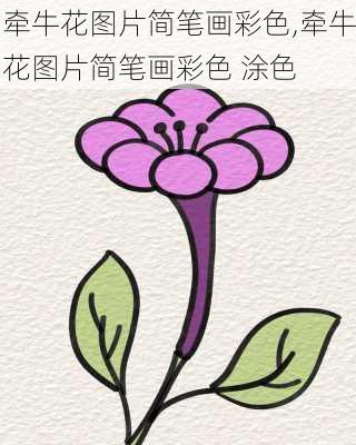 牵牛花图片简笔画彩色,牵牛花图片简笔画彩色 涂色-第2张图片-花卉百科