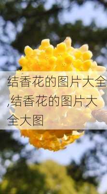 结香花的图片大全,结香花的图片大全大图-第2张图片-花卉百科