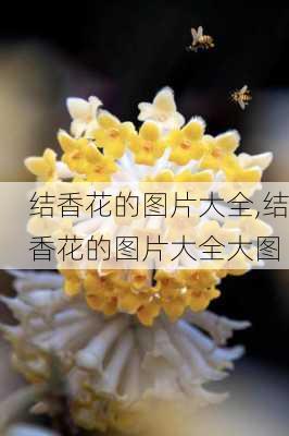 结香花的图片大全,结香花的图片大全大图