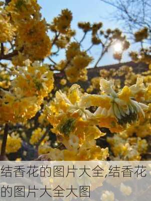 结香花的图片大全,结香花的图片大全大图-第3张图片-花卉百科