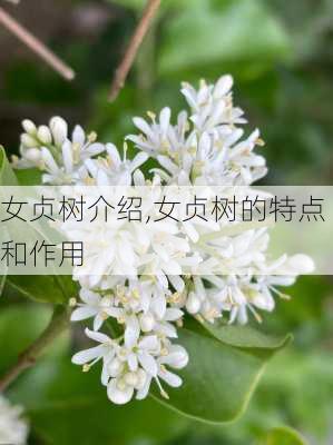 女贞树介绍,女贞树的特点和作用