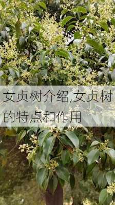 女贞树介绍,女贞树的特点和作用-第3张图片-花卉百科