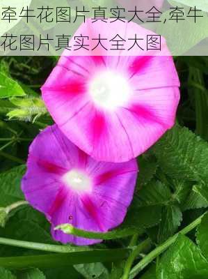 牵牛花图片真实大全,牵牛花图片真实大全大图