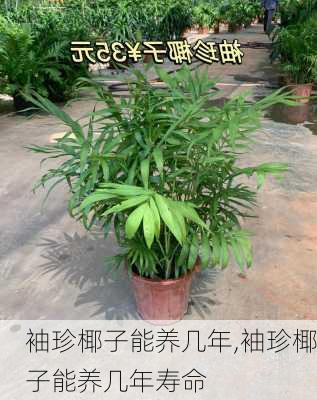 袖珍椰子能养几年,袖珍椰子能养几年寿命-第1张图片-花卉百科