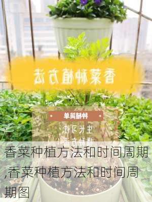 香菜种植方法和时间周期,香菜种植方法和时间周期图-第3张图片-花卉百科