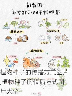 植物种子的传播方式图片,植物种子的传播方式图片大全-第1张图片-花卉百科