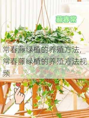 常春藤绿植的养殖方法,常春藤绿植的养殖方法视频