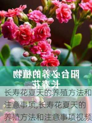 长寿花夏天的养殖方法和注意事项,长寿花夏天的养殖方法和注意事项视频-第3张图片-花卉百科