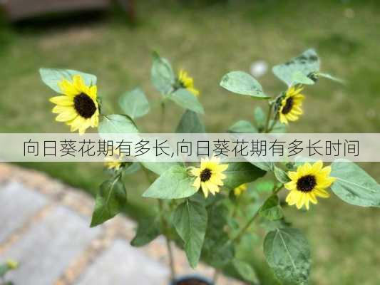 向日葵花期有多长,向日葵花期有多长时间-第1张图片-花卉百科