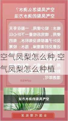 空气凤梨怎么种,空气凤梨怎么种植