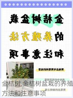 金桔树,金桔树盆栽的养殖方法和注意事项-第2张图片-花卉百科